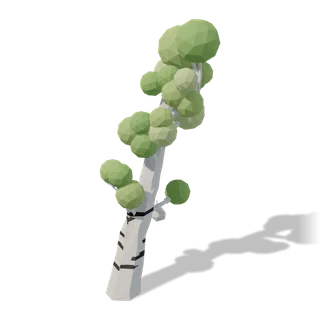 birch 02
