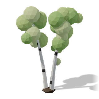 birch clump 01
