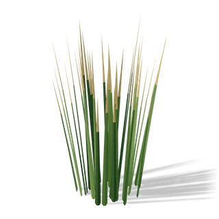 reeds 02