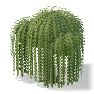 willow 01